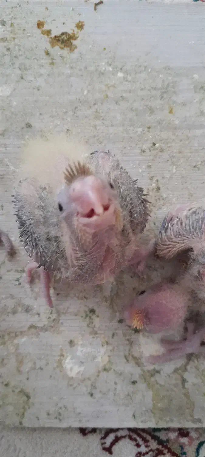 جوجه عروس هلندی|پرنده|ملایر, |دیوار