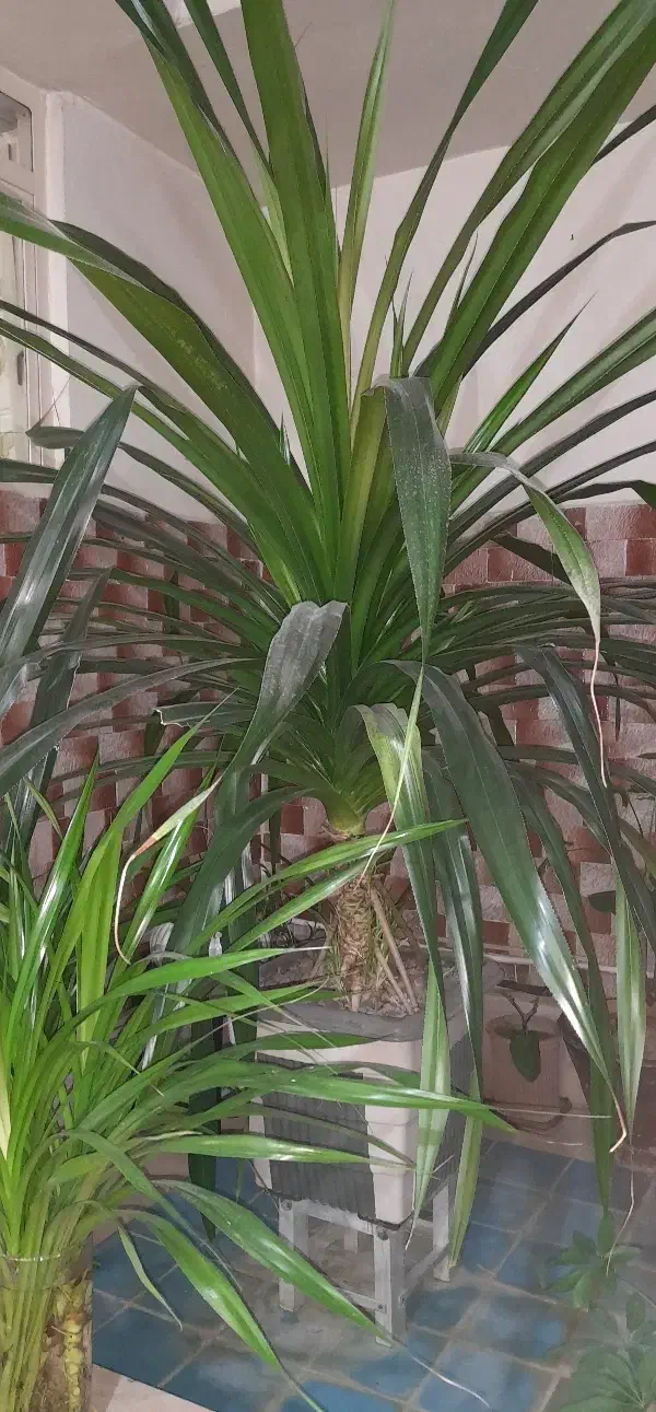 گل پاندانوس|گل و گیاه طبیعی|شهریار, شهریار|دیوار