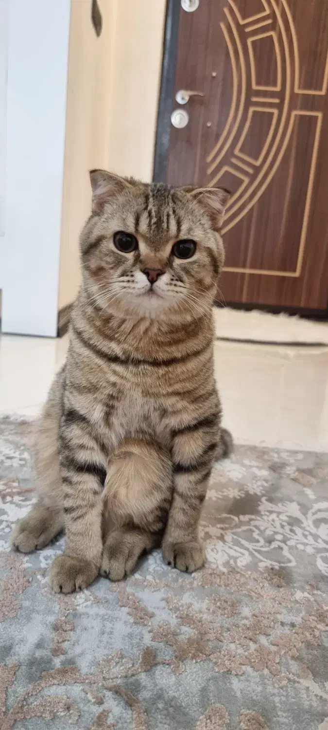 واگذاری سرپرستی اسکاتیش یک جفت|گربه|همدان, |دیوار