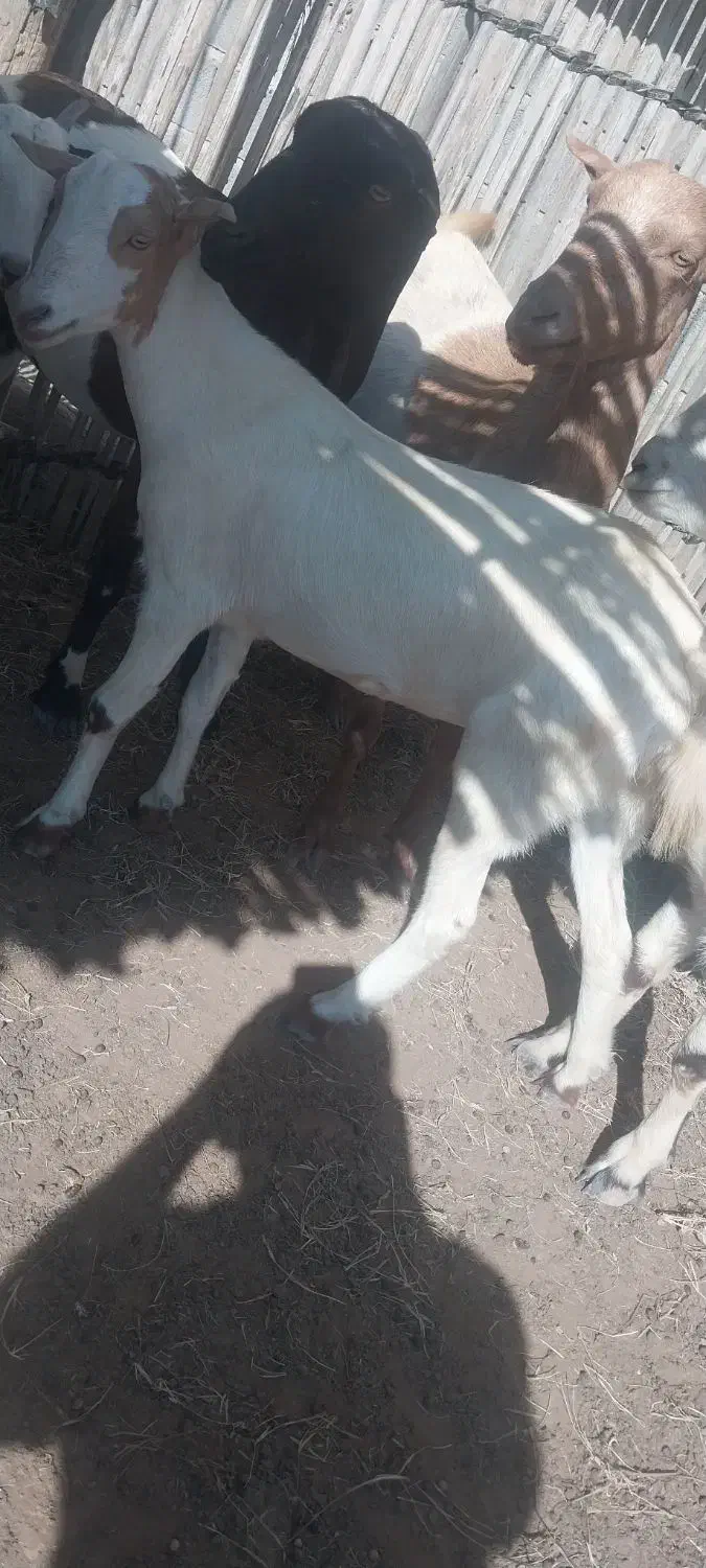 کهره و بز|حیوانات مزرعه|میناب, |دیوار