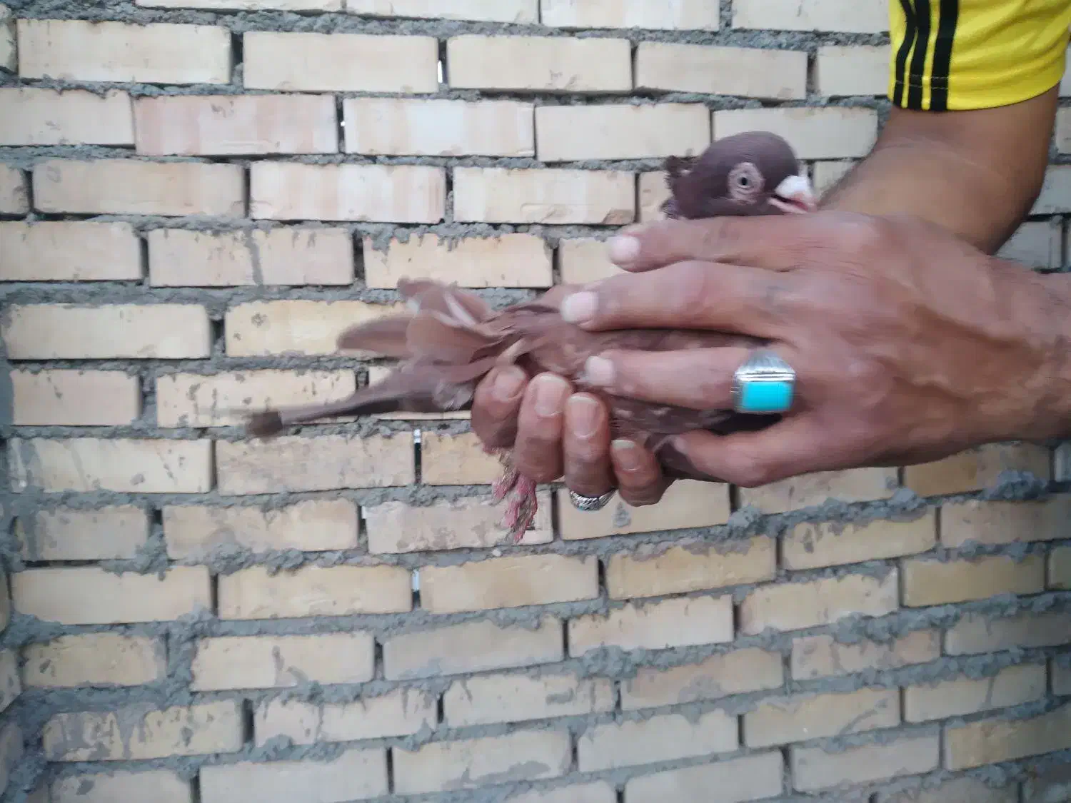 کفتر سرب|پرنده|امیدیه, |دیوار