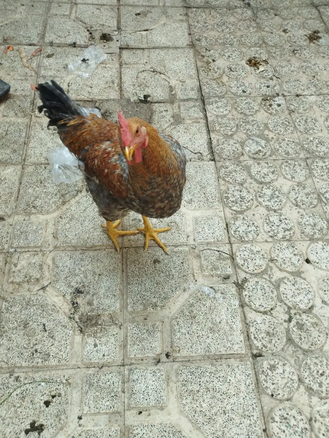 مرغ نیمچه بوقلمون|حیوانات مزرعه|تهران, سلسبیل شمالی|دیوار