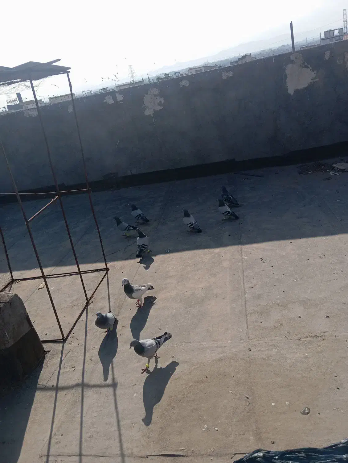 سبز و پولکی|پرنده|مشهد, شیرحصار|دیوار