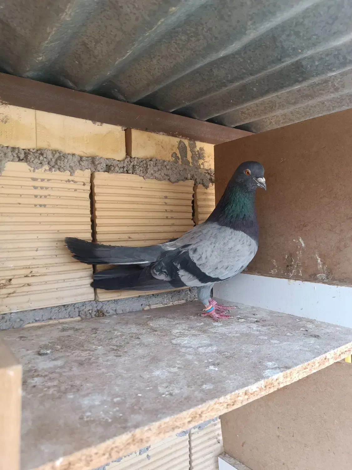 سبز وسوسکی|پرنده|سرپل ذهاب, |دیوار