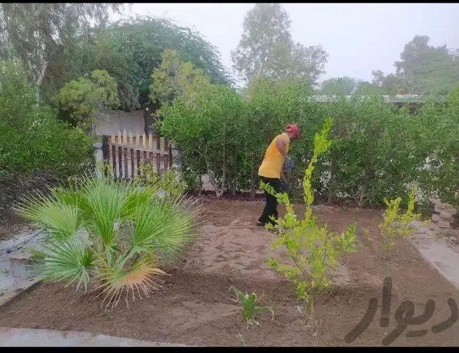 باغبانی و هرس درخت|خدمات باغبانی و درختکاری|بندرعباس, |دیوار