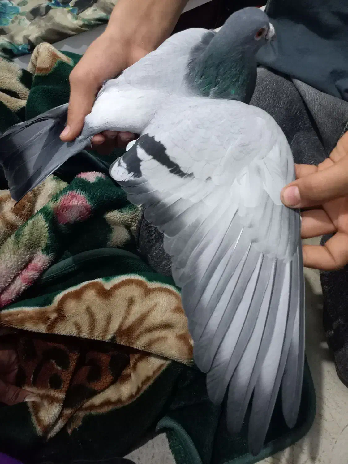 کبوتر سبز المانی|پرنده|مشهد, توس (بلوار توس)|دیوار