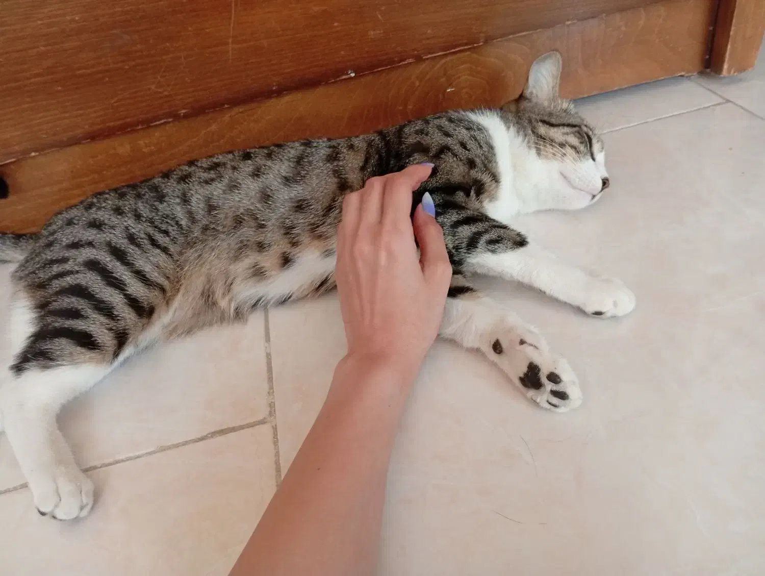 حیوانات خانگی|گربه|اندیشه, شهرک مریم|دیوار