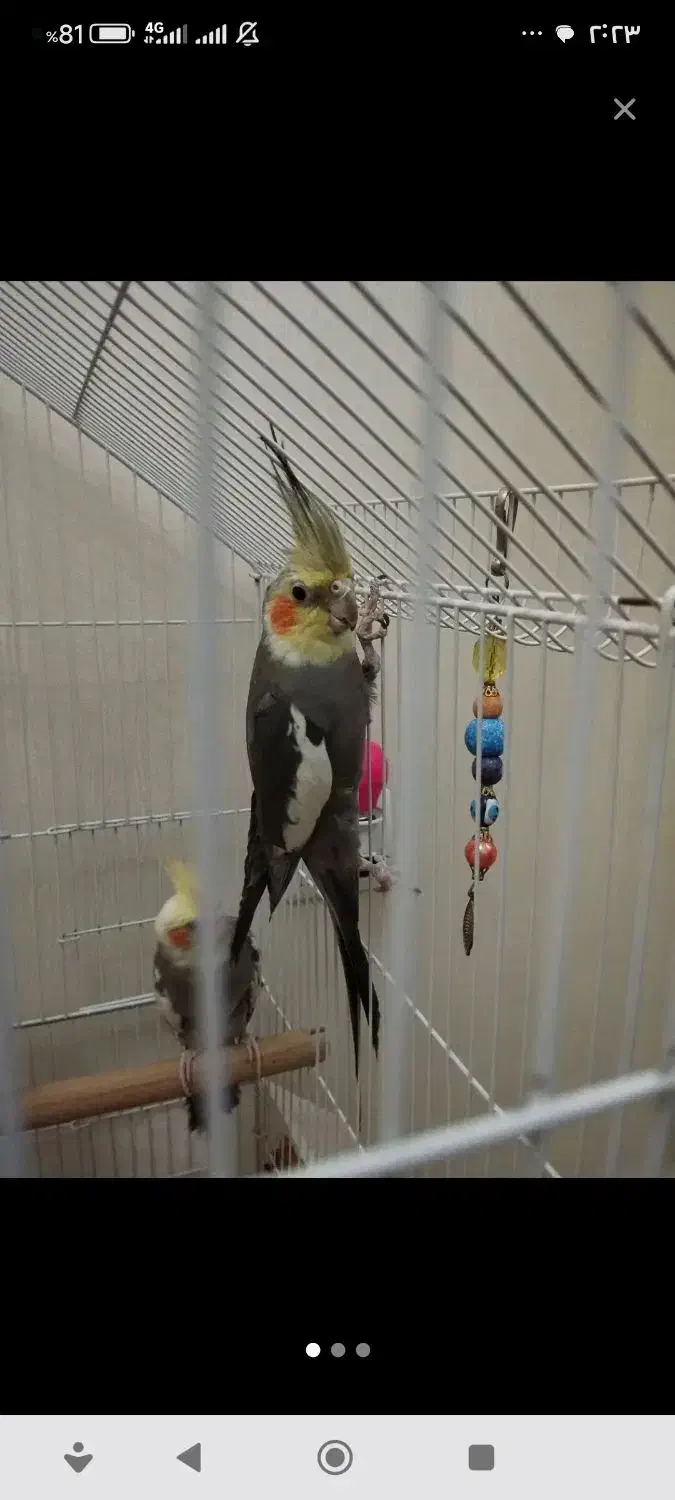 5عدد عروس هلندی سالم و سرحال|پرنده|ری, سیزده آبان|دیوار