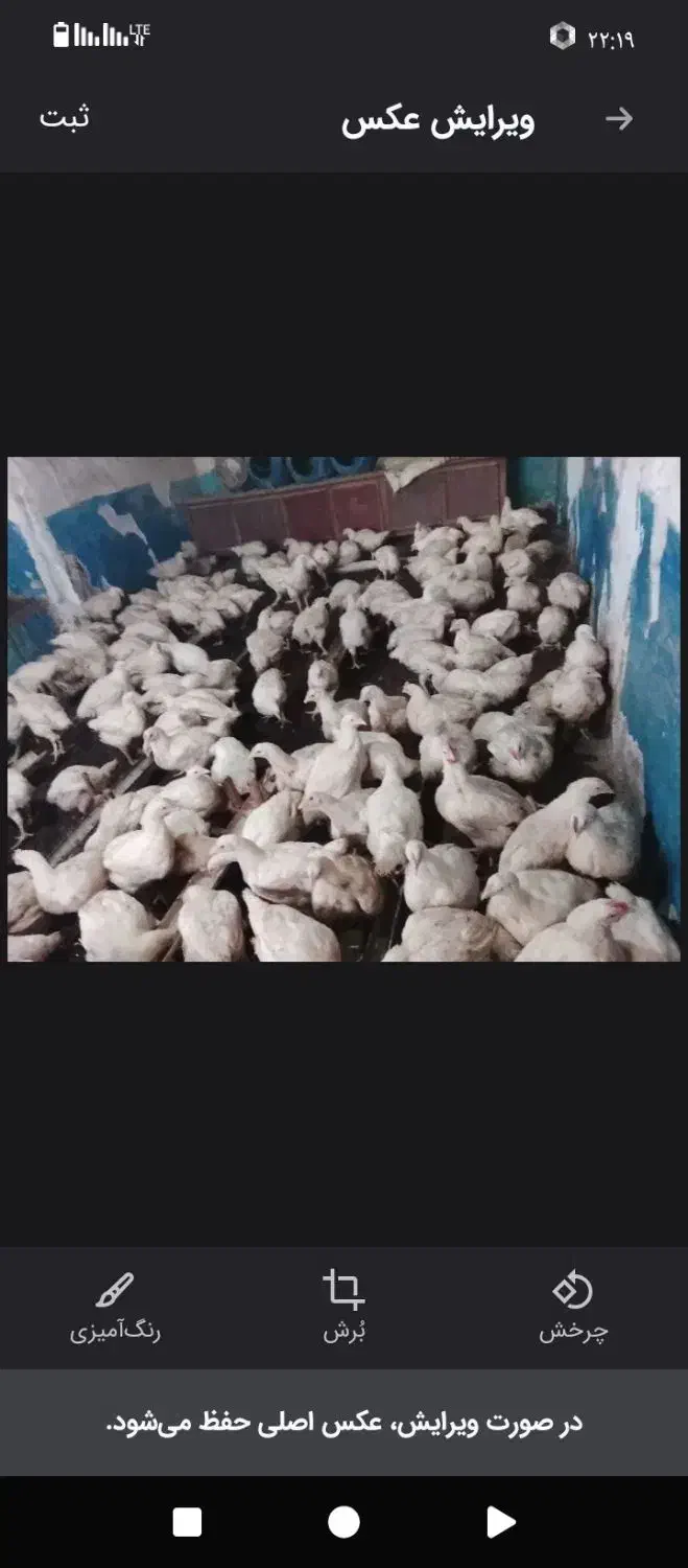 مرغ گوشتی|حیوانات مزرعه|مشگین شهر, |دیوار