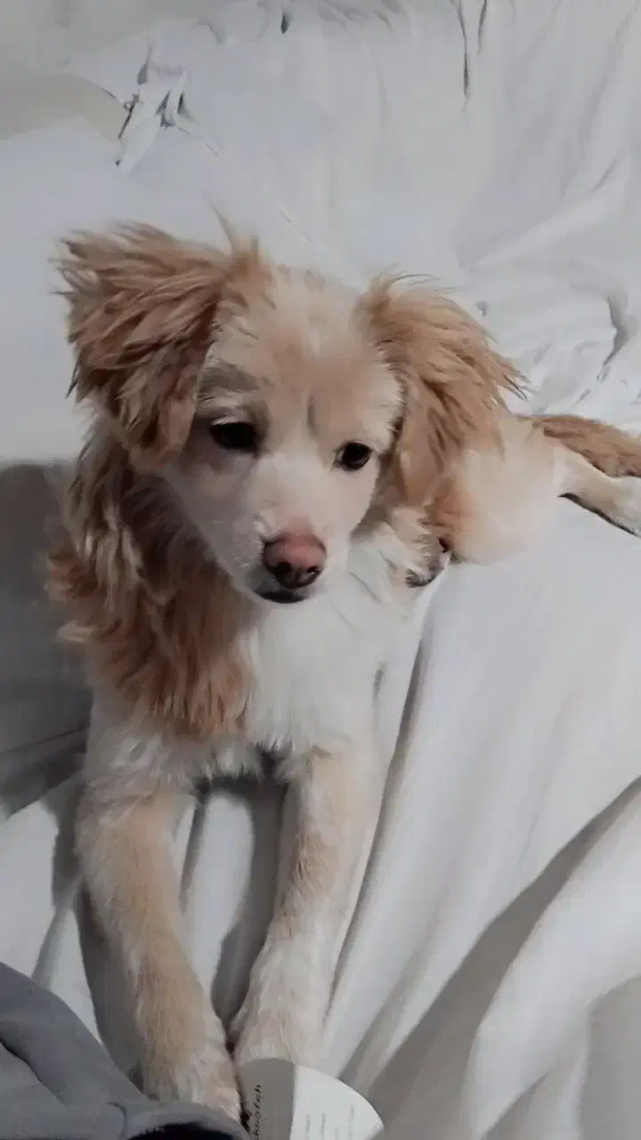 ماده اشپیتز|سگ|مشهد, ایثارگران|دیوار