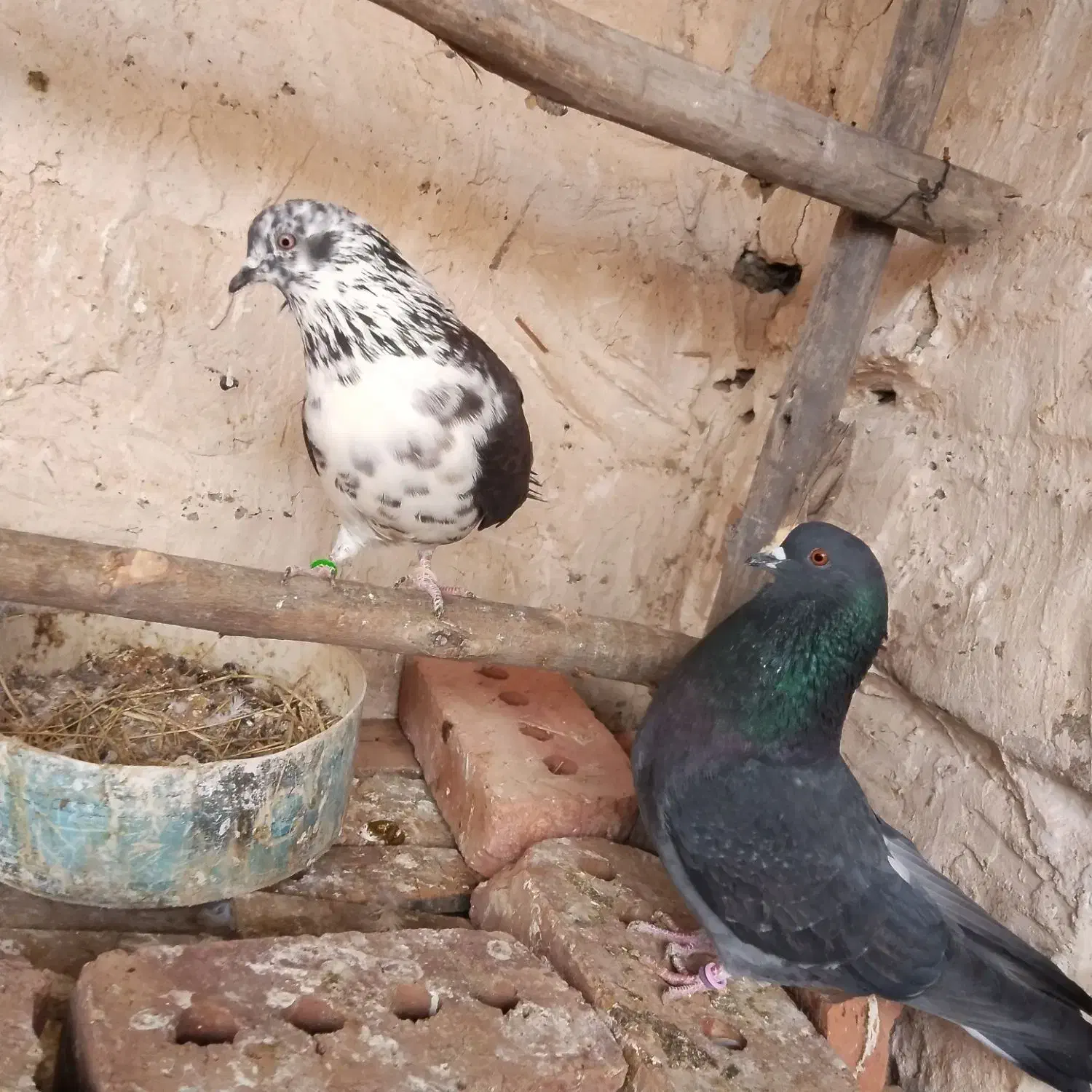 کبوتر رفته|حیوانات|حاجیلار, |دیوار