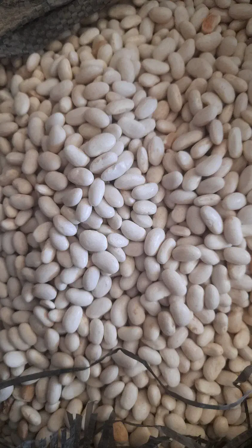 لوبیا سفید درشتو درجه یک|عمده‌فروشی|فریدونشهر, |دیوار