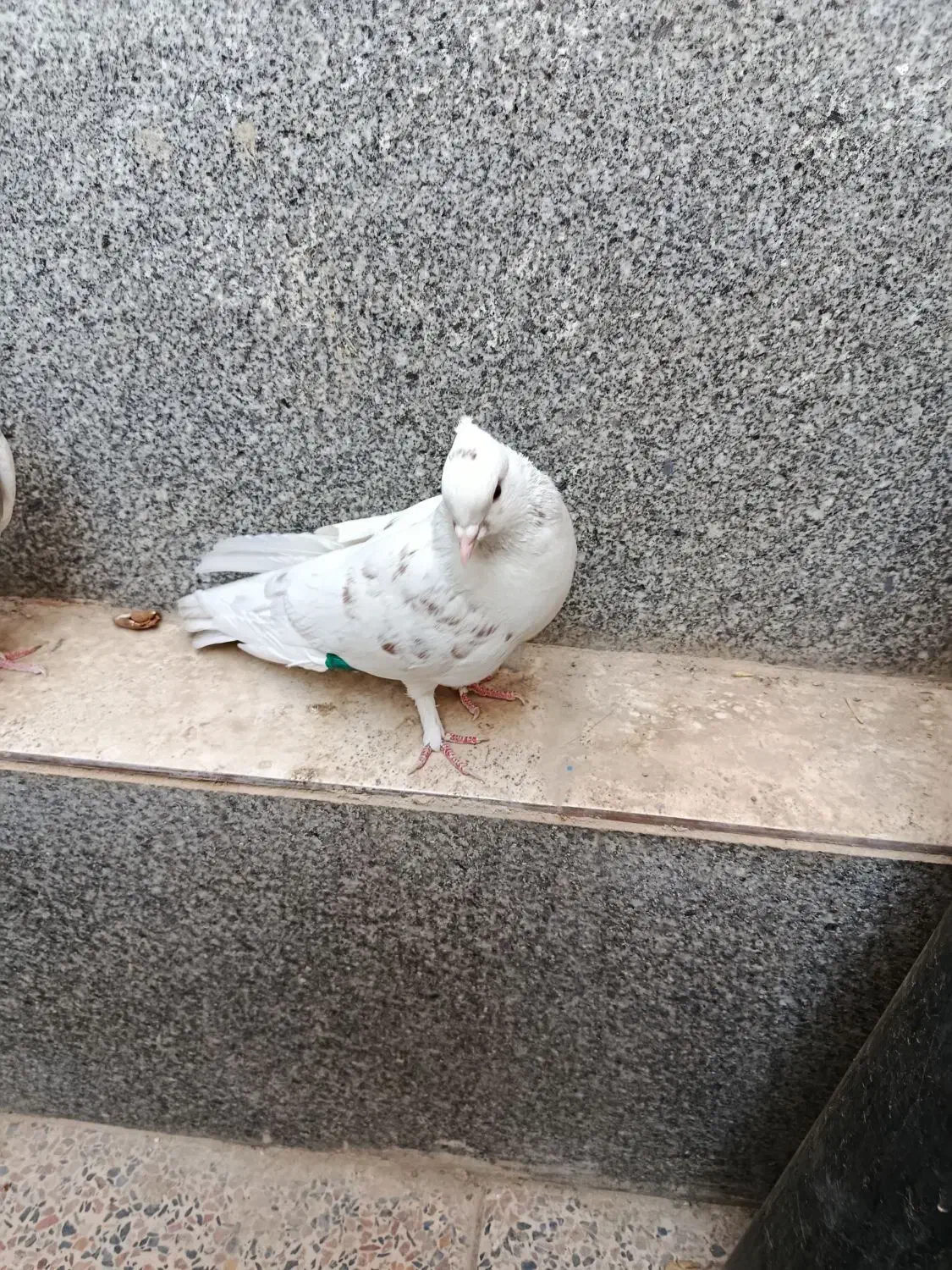 کفتر|پرنده|شیراز, سلطان آباد|دیوار