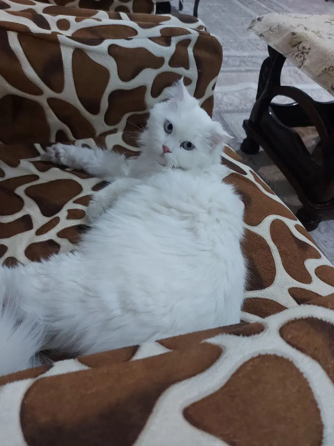 واگذاری گربه|گربه|شبستر, |دیوار