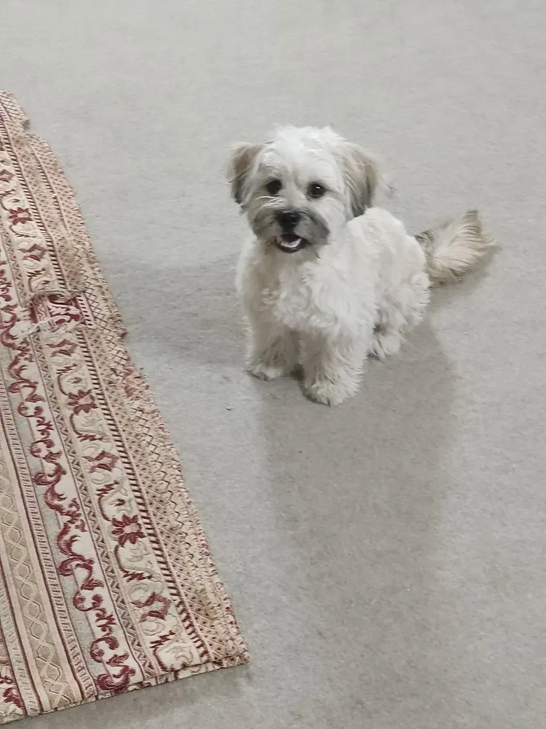 سگ شیتزو|سگ|اصفهان, گرکان|دیوار