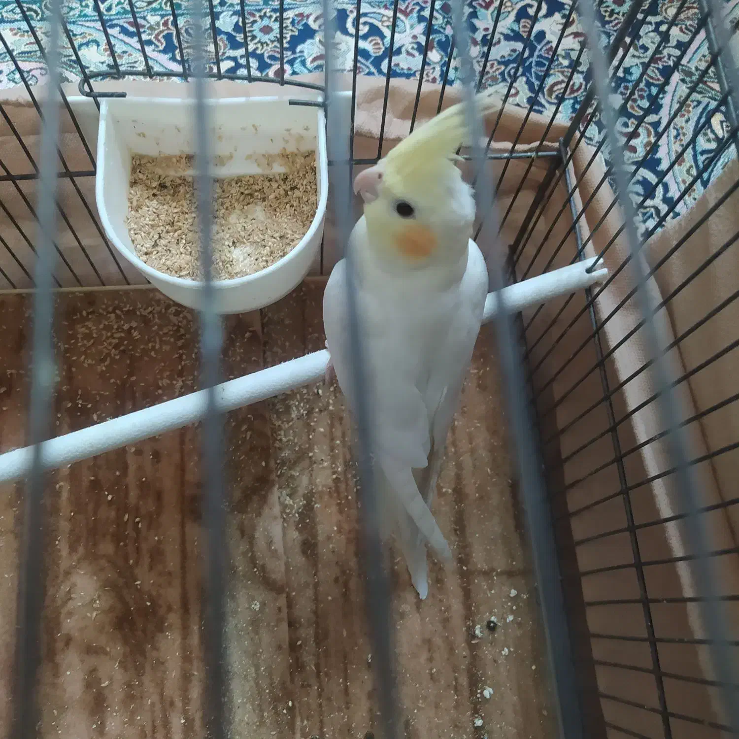 پرنده ی عروس 4 ماهه|پرنده|قم, پردیسان|دیوار