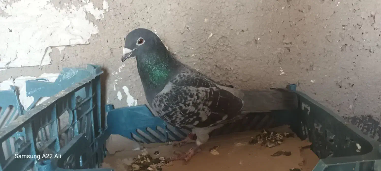 نر ویگن|پرنده|رشتخوار, |دیوار