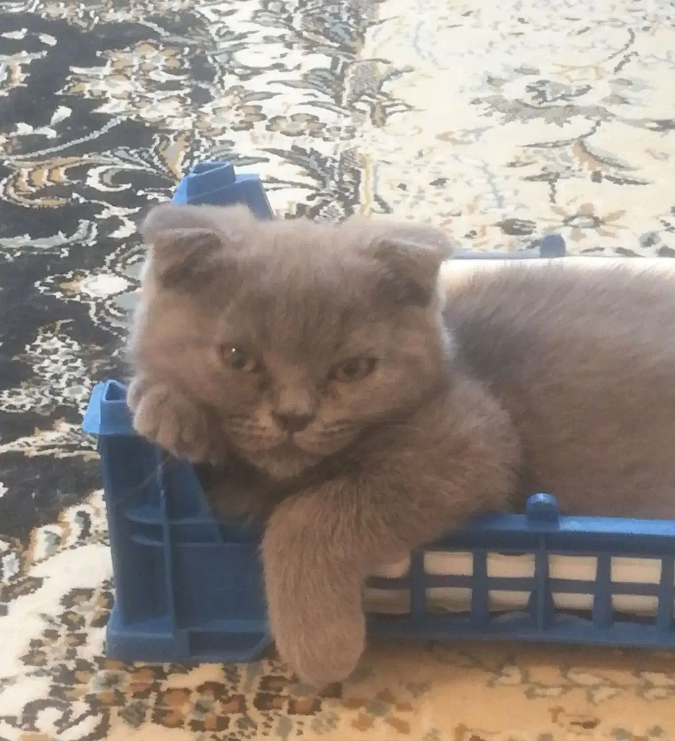 بچه گربه اسکاتیش فولد|گربه|پردیس, فاز ۹|دیوار