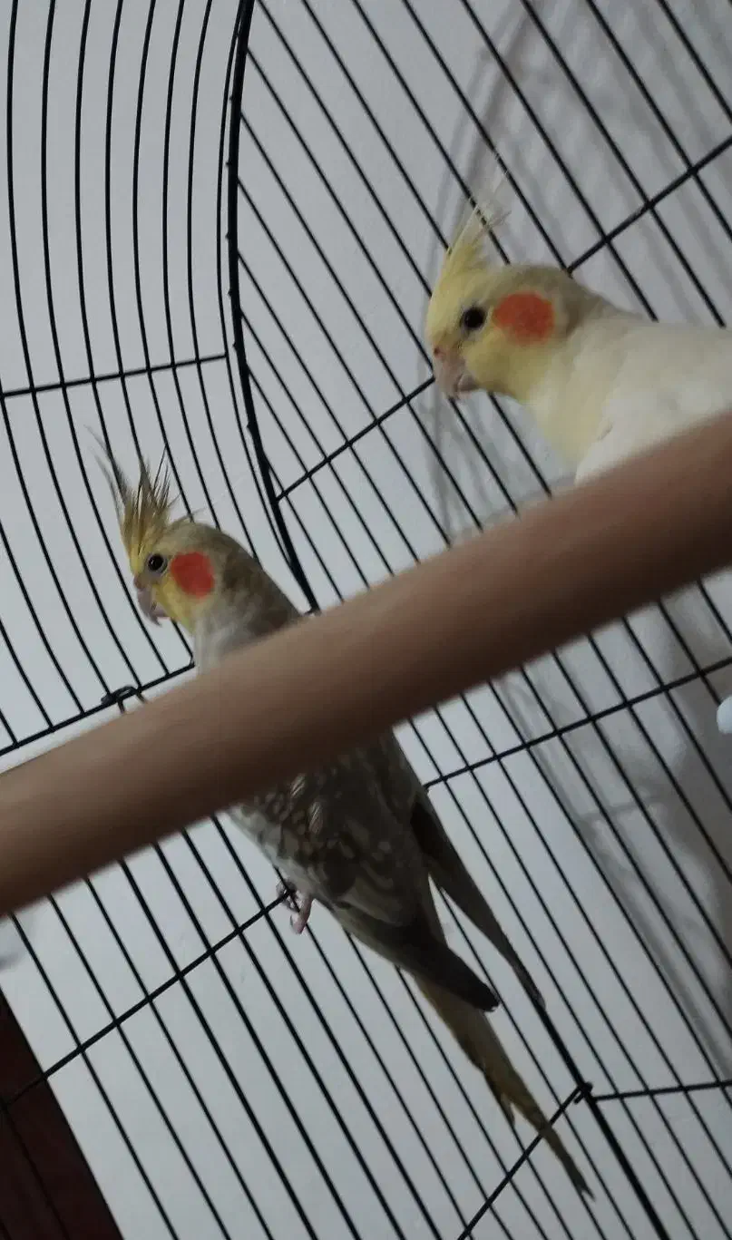 عروس هلندی|پرنده|فردیس, شهرک ارم|دیوار