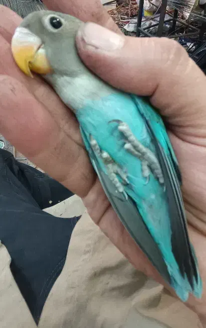 طوطی برزیلی|پرنده|تهران, بیسیم|دیوار