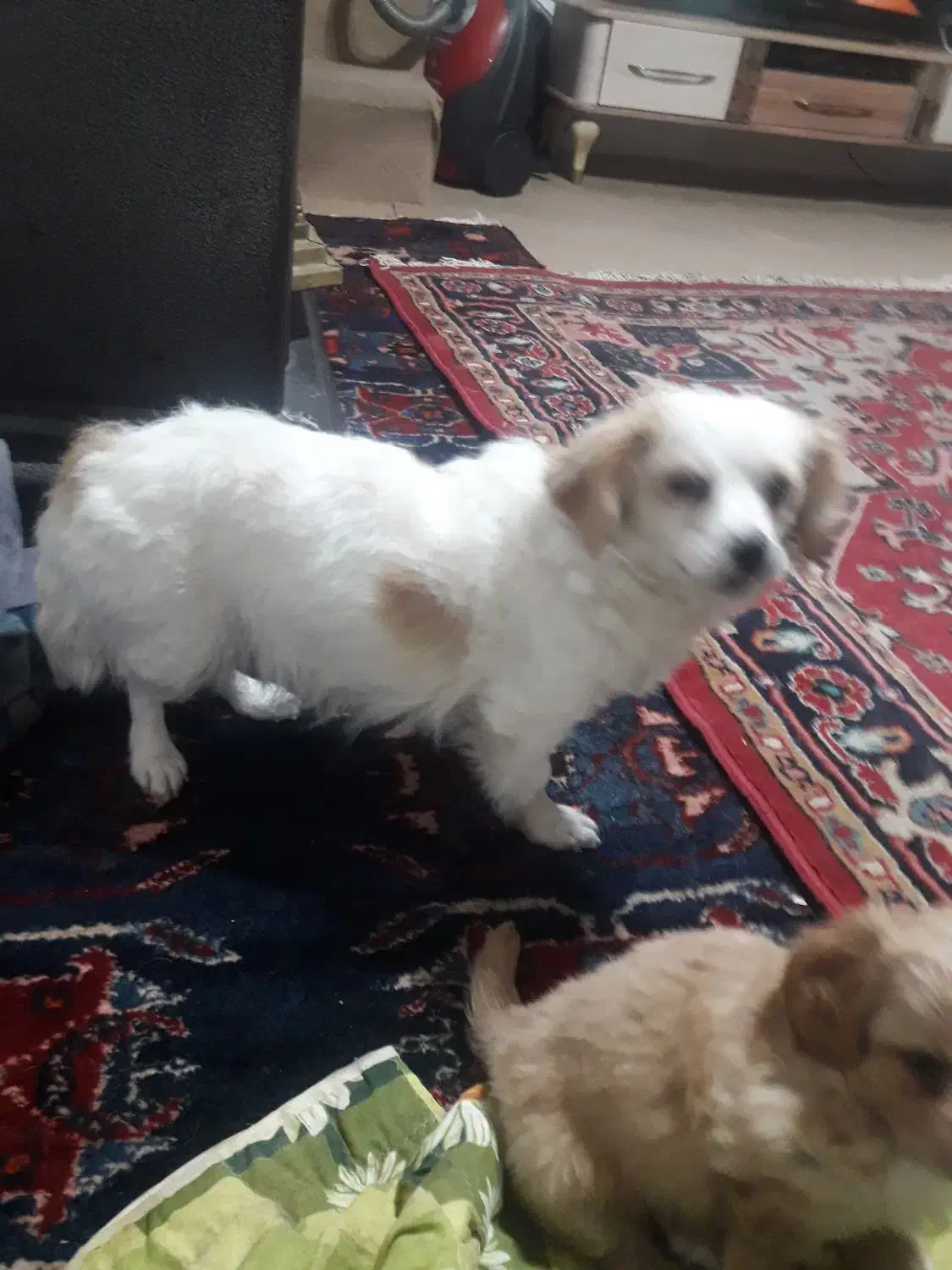 سگ پاکوتاه|سگ|مراغه, |دیوار