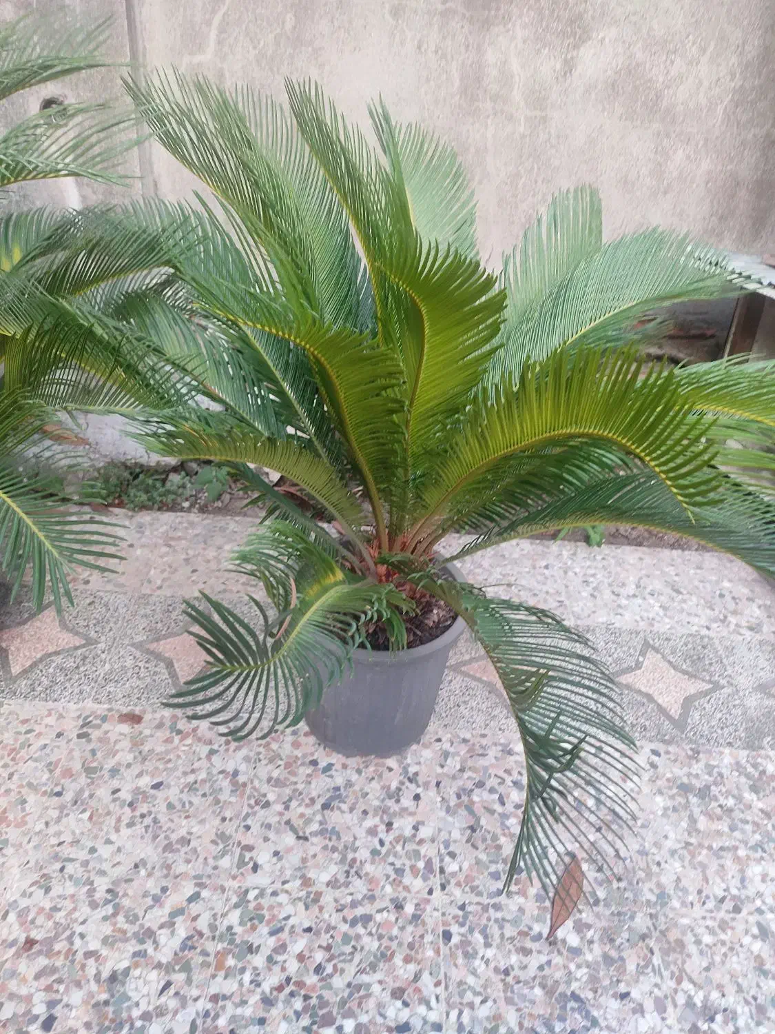 گل سیکاس در چندین سایز|گل و گیاه طبیعی|بندر انزلی, آذربایجان|دیوار