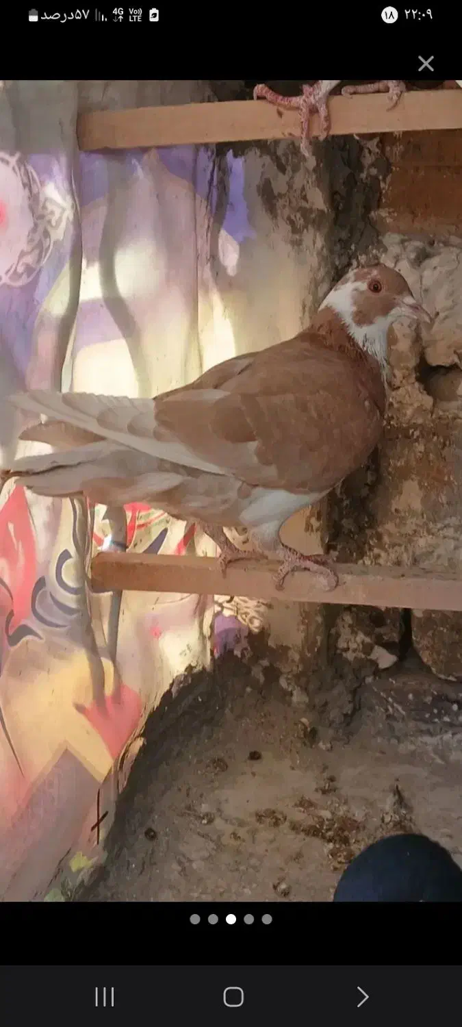 کفتر کبوتر|حیوانات|تاکستان, |دیوار