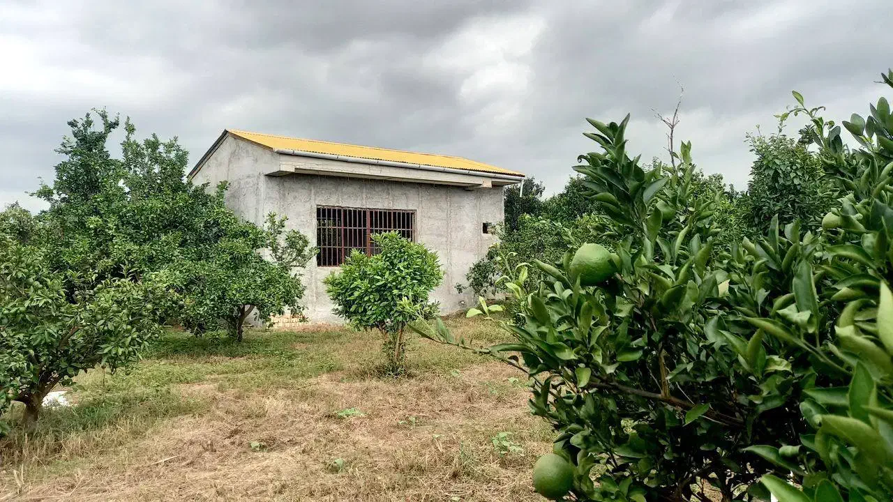 زیر×قیمت باغ مرکبات۵۰۰ متربابنا۵۰ مترقابل افزایش|فروش زمین و ملک کلنگی|محمودآباد, |دیوار