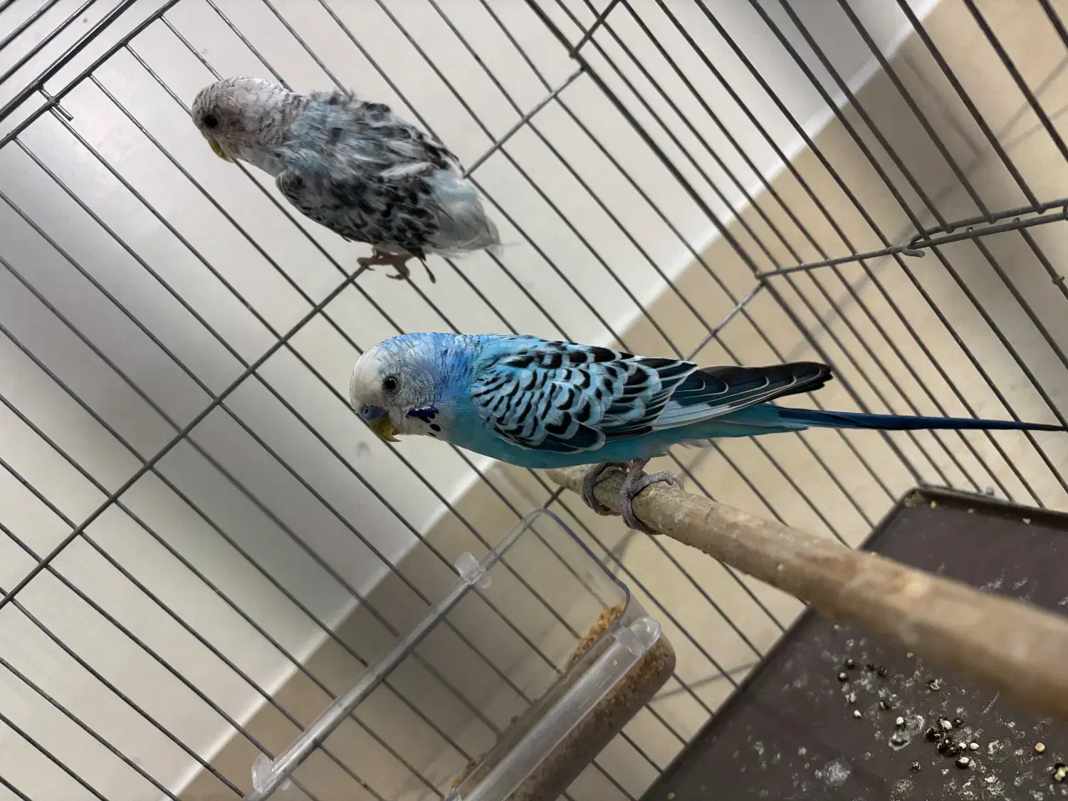 مرغ عشق جفت|پرنده|تهران, هلال احمر|دیوار