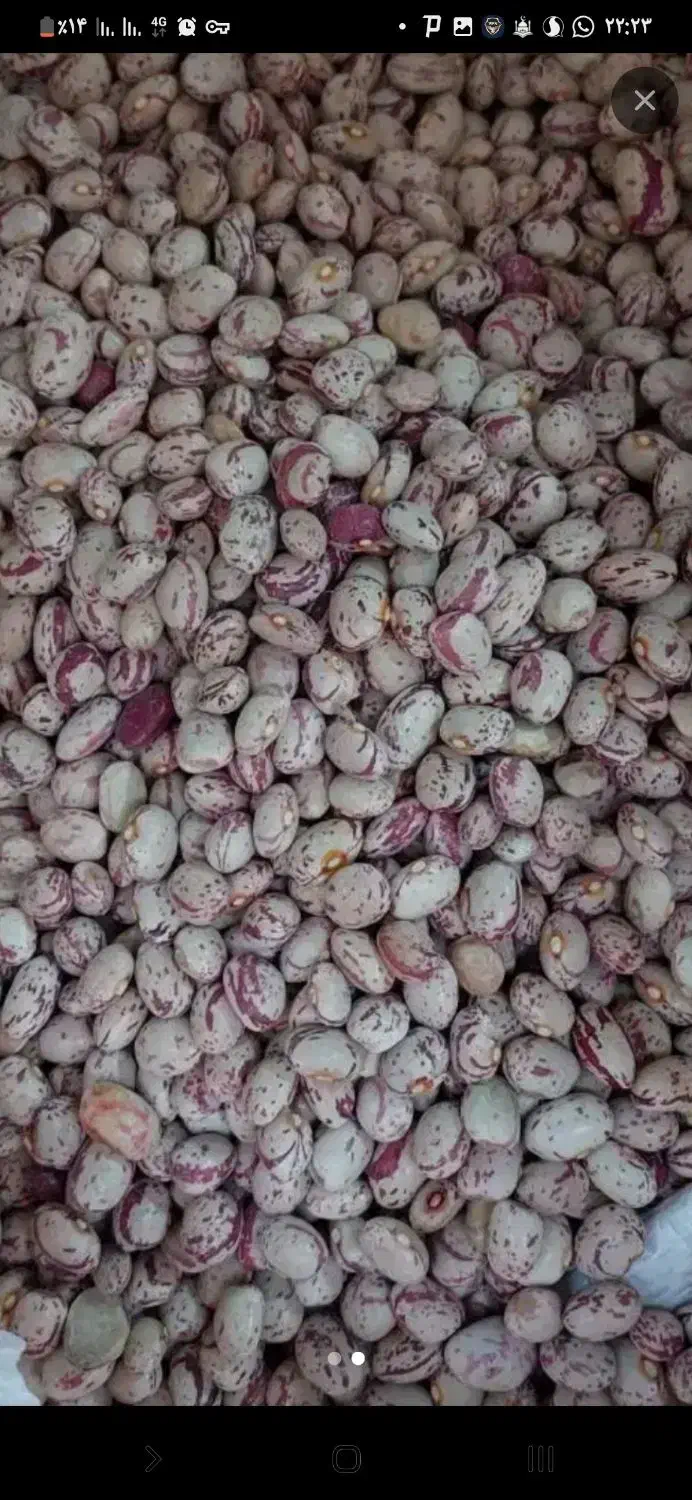 لوبیا چیتی درشت|عمده‌فروشی|سده (فارس), |دیوار