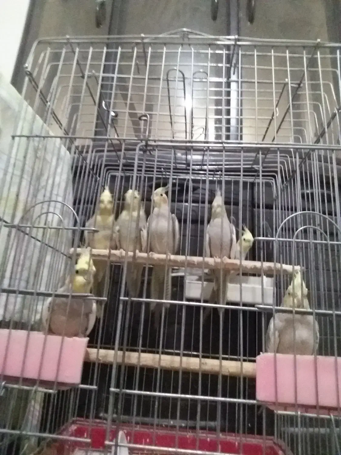 عروس هلندیمعاوضهباسهرهباقناری|پرنده|محمدشهر, محمدشهر|دیوار