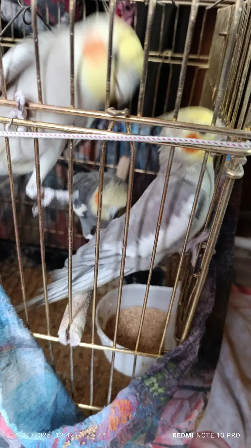 فروشی|پرنده|خسروشاه, |دیوار