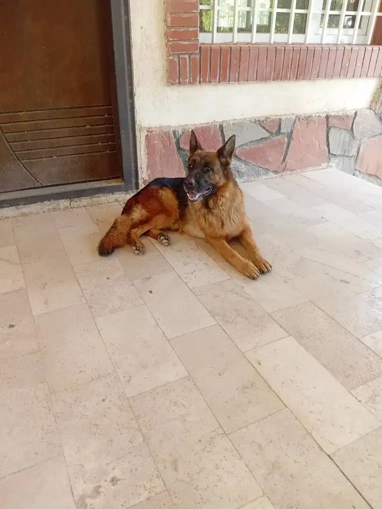 سگ ژرمن نر|سگ|قزوین, |دیوار