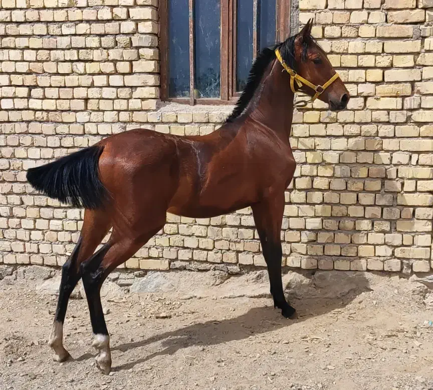 فروش دو راس کره نریون و مادیون|اسب و تجهیزات اسبسواری|بن, |دیوار