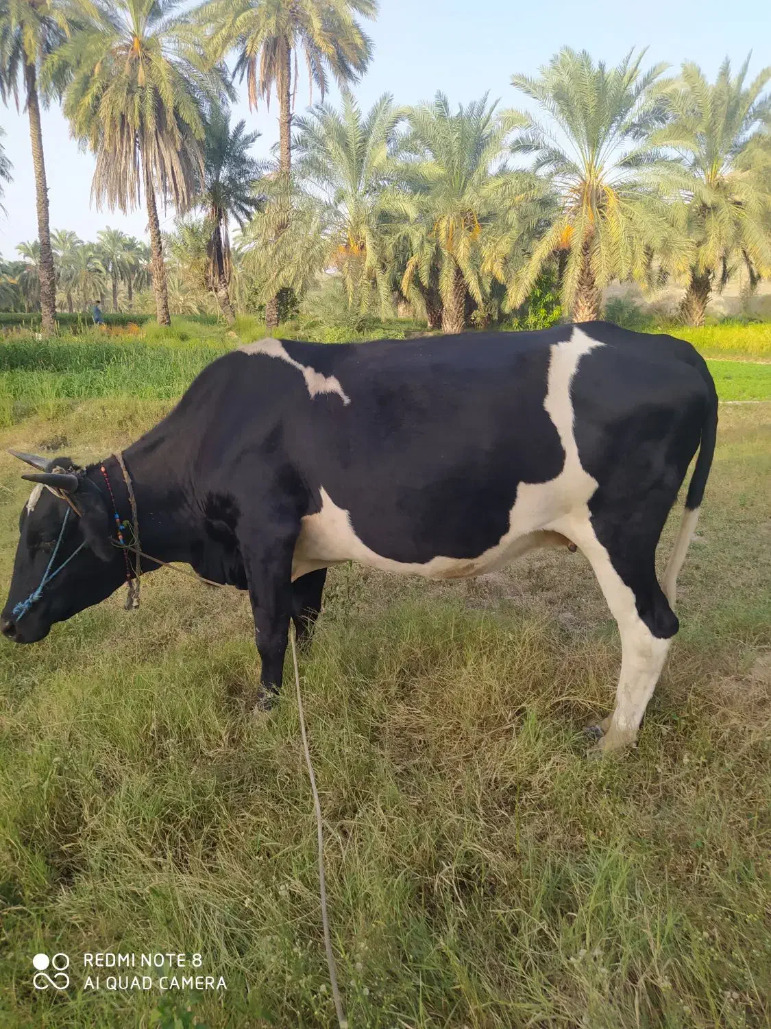 گاو آمریکایی|حیوانات مزرعه|مینان, |دیوار