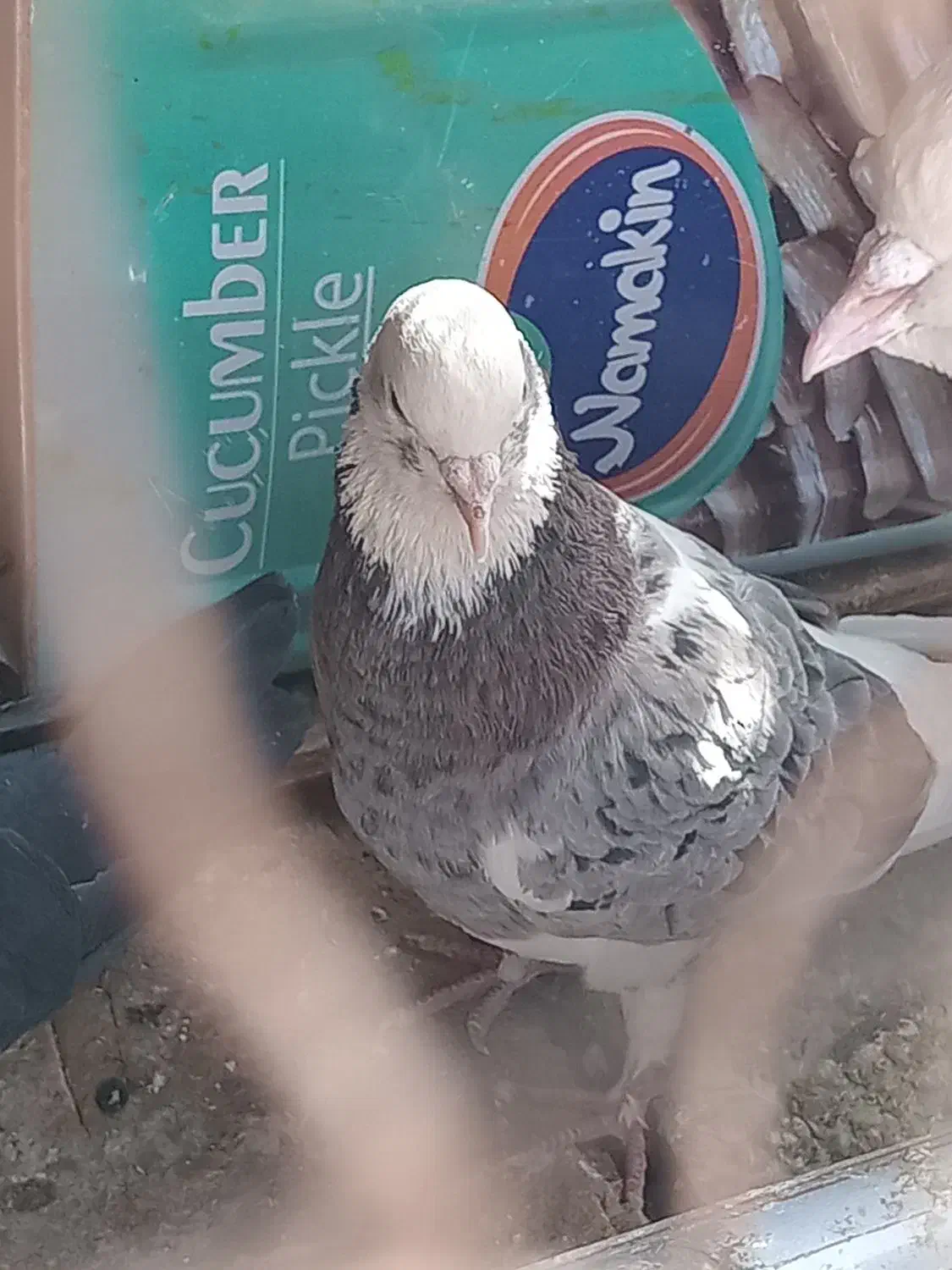 کفتر|پرنده|بم, |دیوار