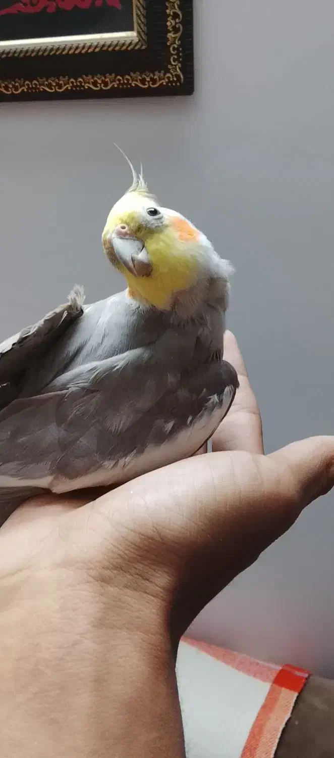 عروس هلندی بد اخلاق|پرنده|تربت‌حیدریه, آغوی|دیوار