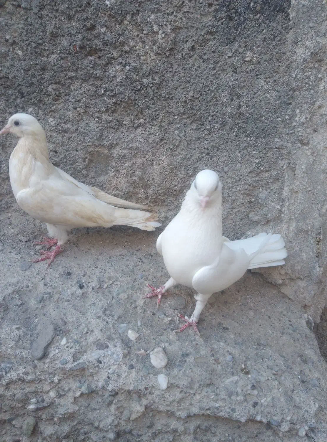 کفتر سفید درجایی|پرنده|میناب, |دیوار