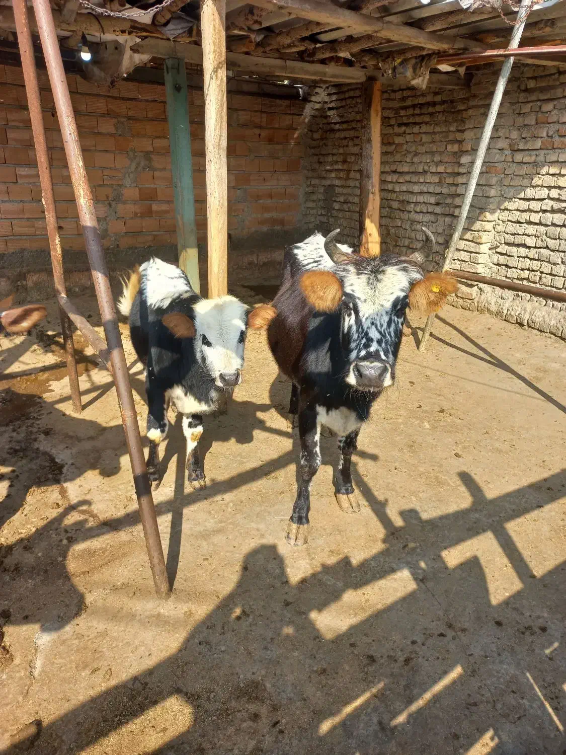 گاو با گوساله|حیوانات مزرعه|گرگان, |دیوار