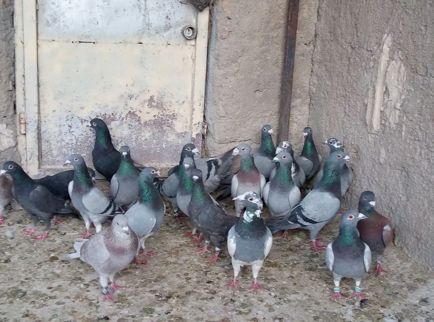 کفتر|پرنده|شیراز, دارالرحمه|دیوار