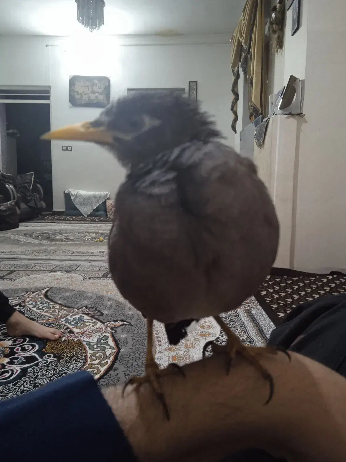 مینا جوان ۴ماهه با قفس چوبی|پرنده|کرمان, |دیوار