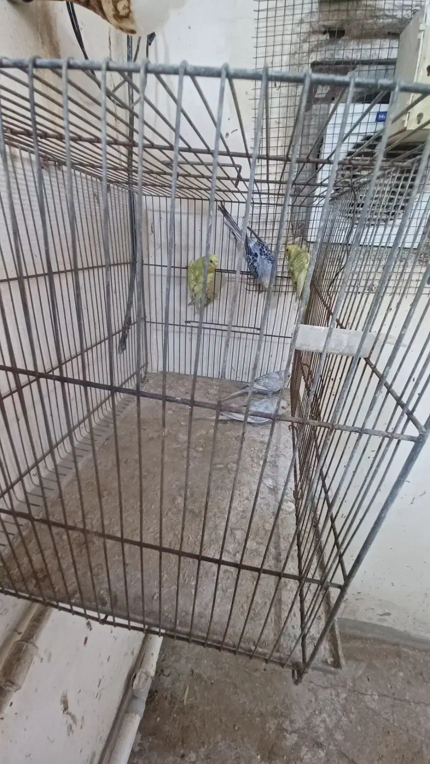 مرغ عشق پروانیی|پرنده|بندر ماهشهر, |دیوار