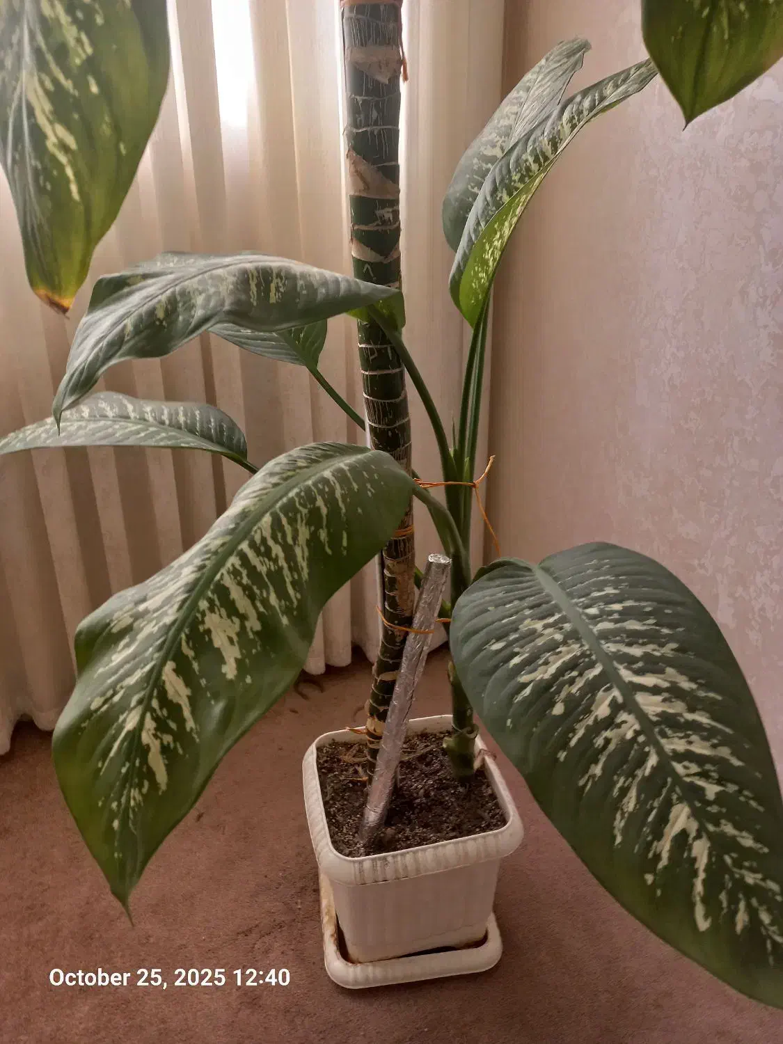 گل دیفن|گل و گیاه طبیعی|قم, شهر قائم|دیوار