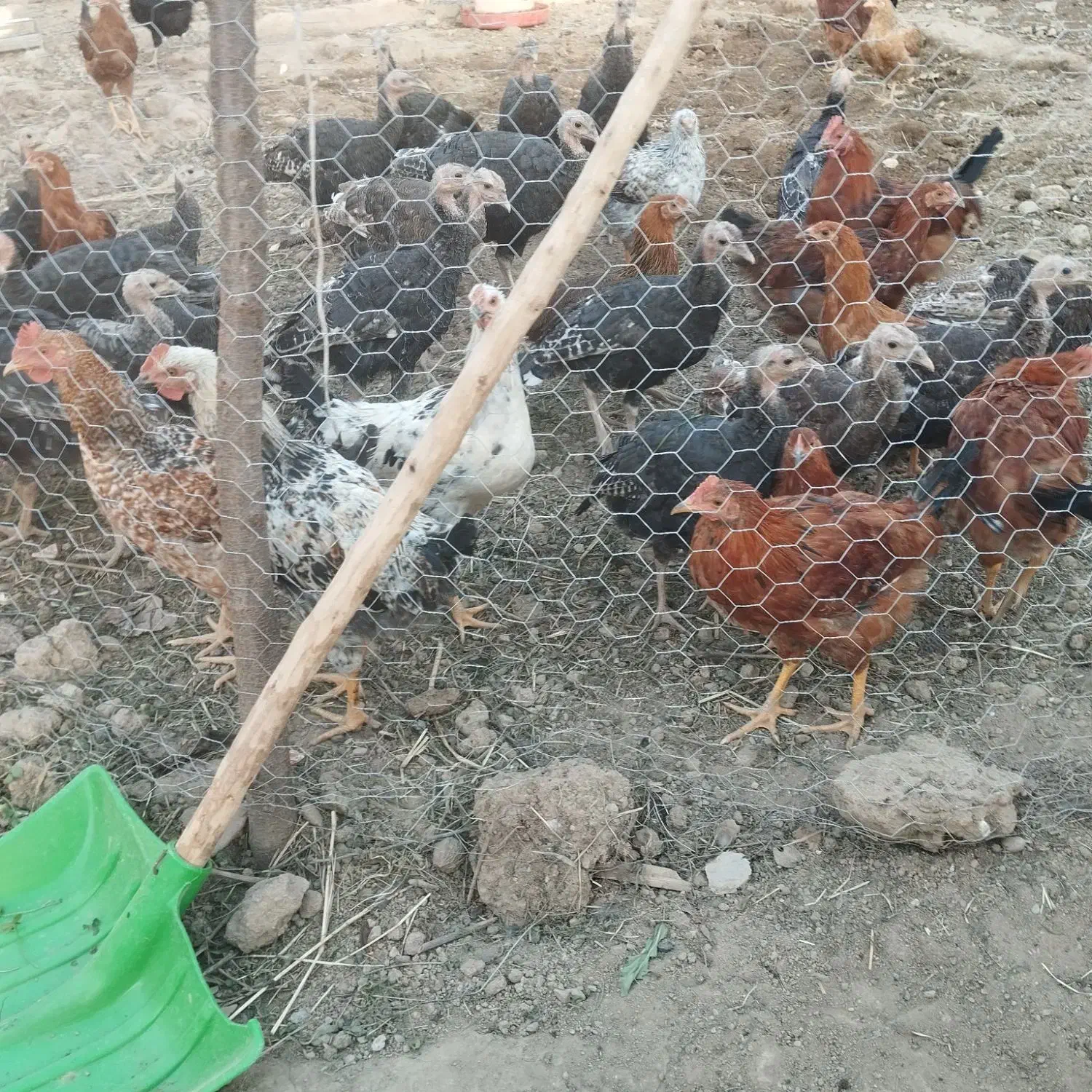 بوقلمون نر|حیوانات مزرعه|کشاورز, |دیوار