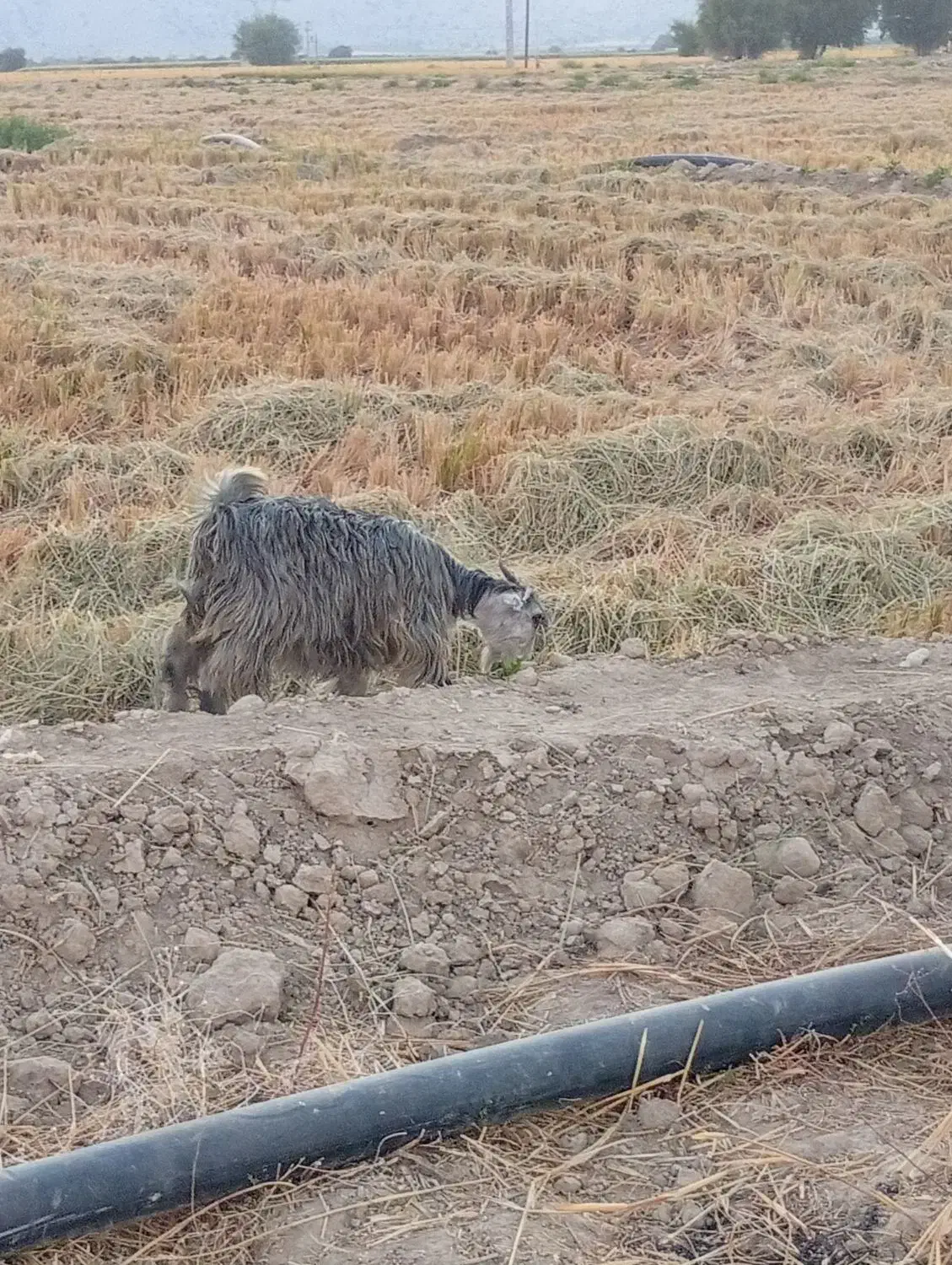 دو عدد کهره کیلویی 300|حیوانات مزرعه|رستم, |دیوار