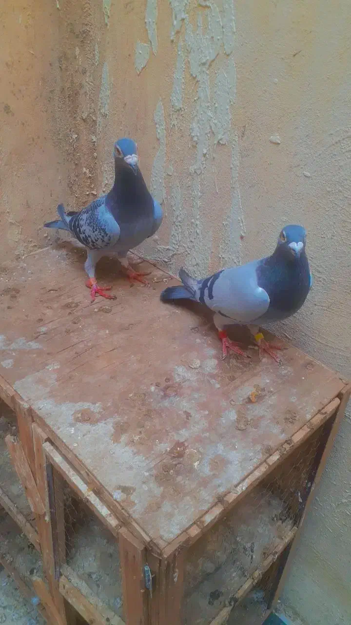 پرنده|پرنده|اهواز, معین زاده|دیوار