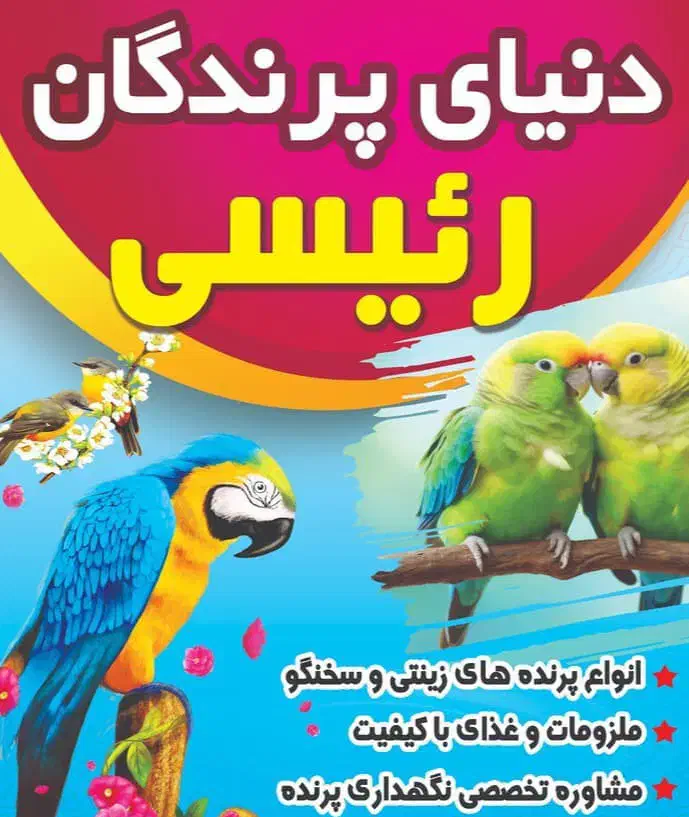 دنیای پرندگان رئیسی|پرنده|رامشیر, |دیوار