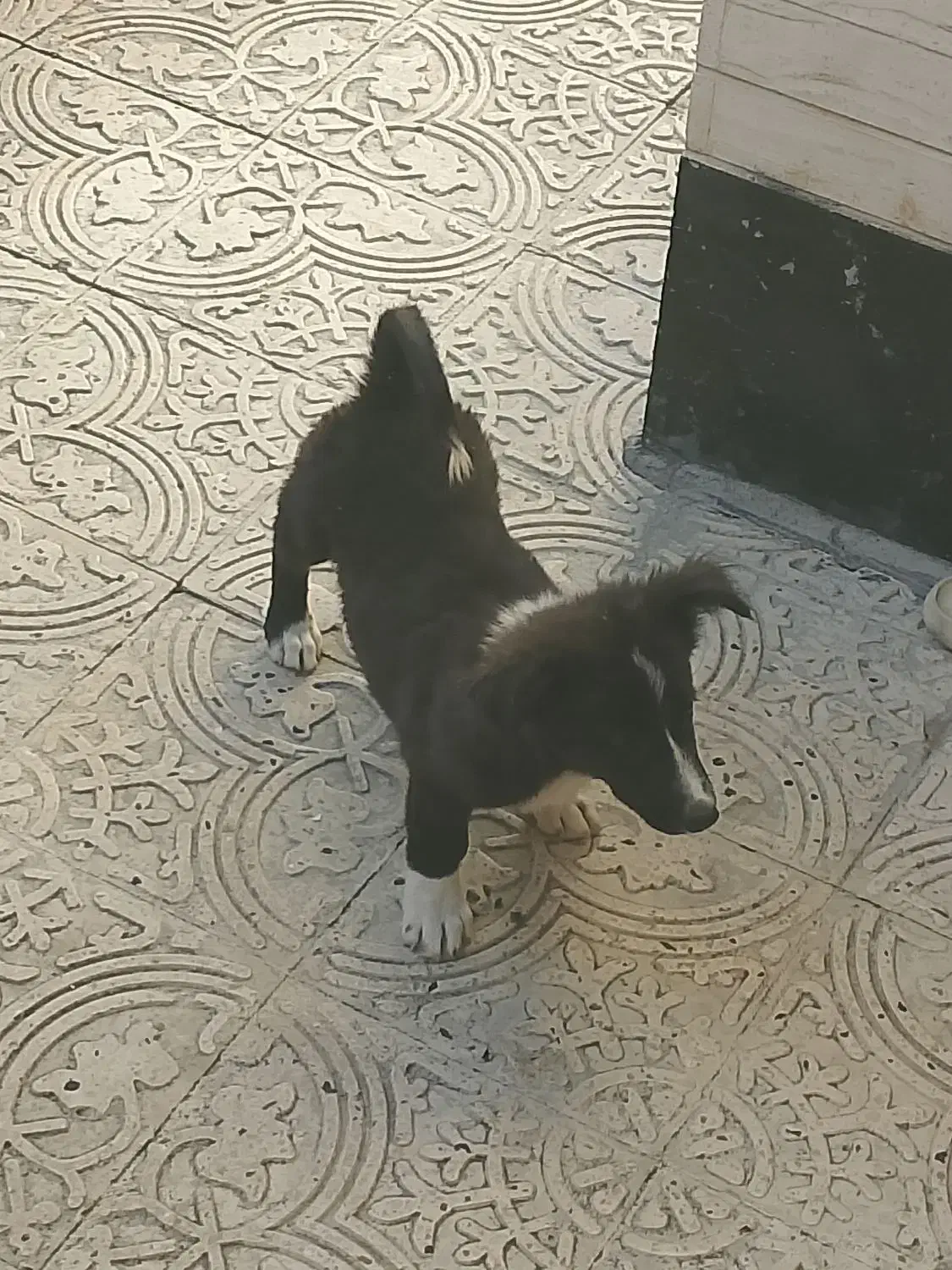 سگ پاکوتاه|سگ|کرمانشاه, |دیوار