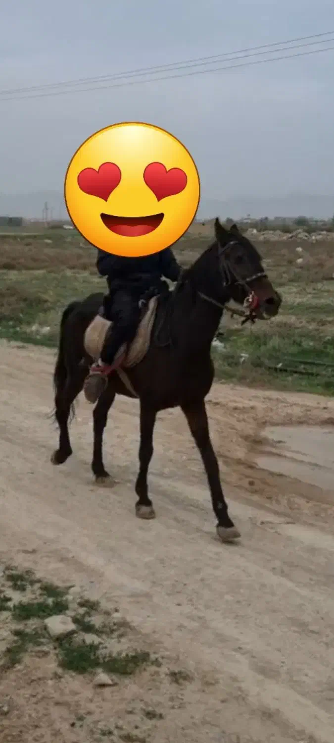 مادیان ۱۰سال یورقه|اسب و تجهیزات اسب‌سواری|قوچان, |دیوار