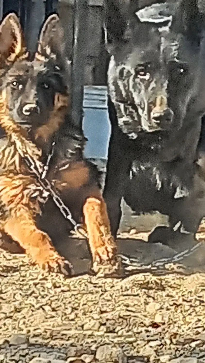 توله ژرمن|سگ|باغ بهادران, |دیوار